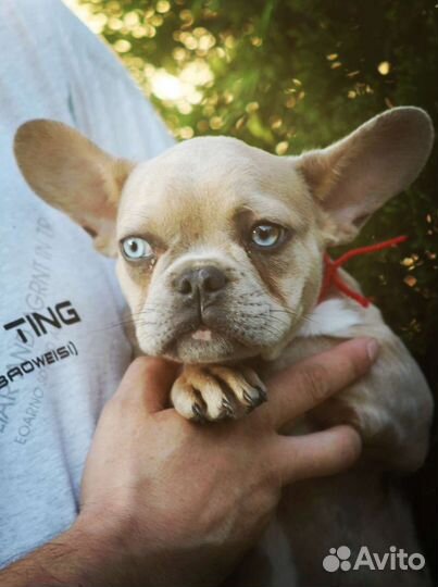 Щенок Французского бульдога мерле