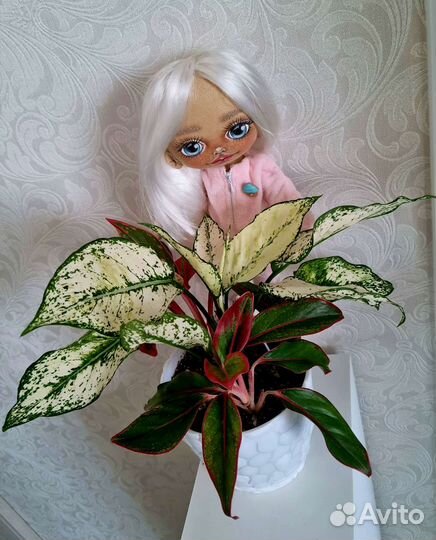 Аглаонема, Сингониум, Кротон (Кодиеум)