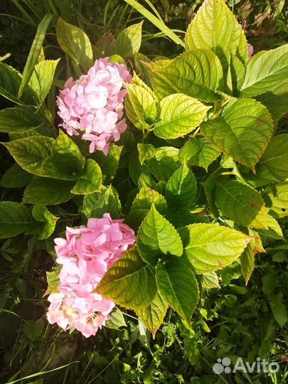 Гортензия, кустарники