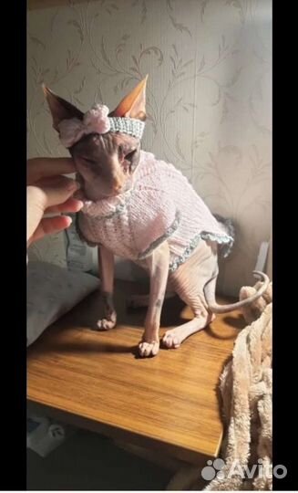 Вязаная одежда для кошек