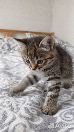 Кошки в добрые руки бесплатно