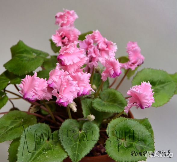 Семена цикламена домашние