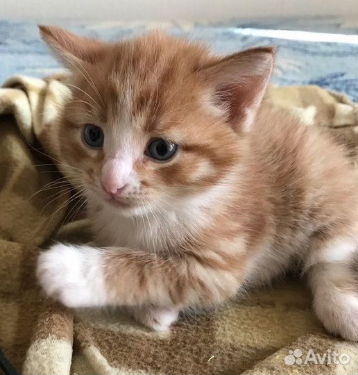 Отдам в добрые руки