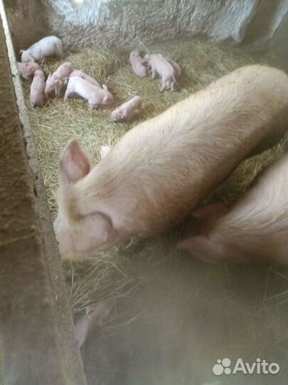 Поросенок ландрас