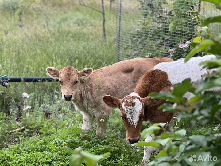 Телята бычки