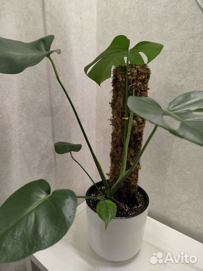 Тотем для растений с мхом