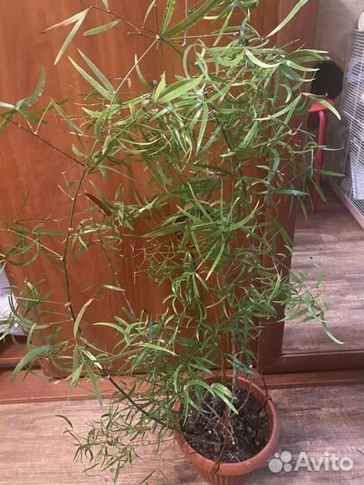 Аспарагус фальката