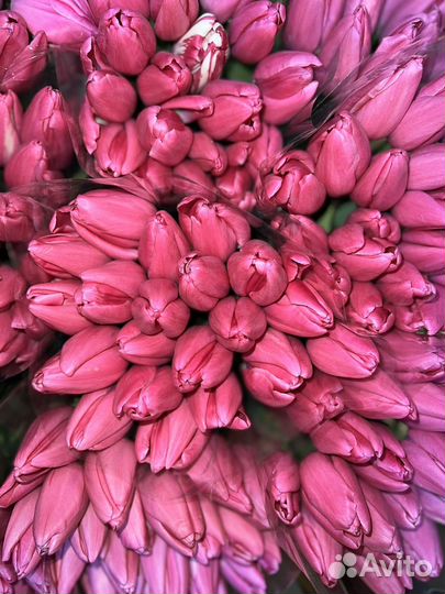 Тюльпаны к 8 марта оптом