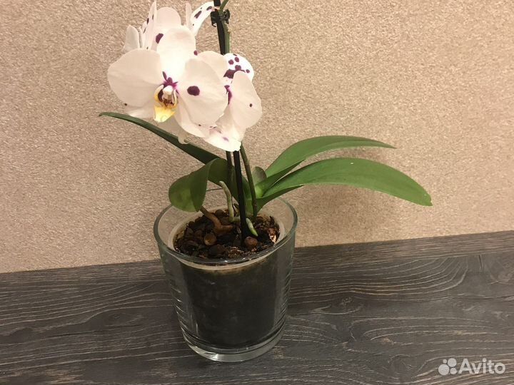 Кашпо для орхидей
