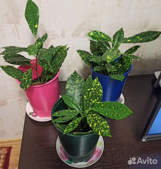 Кротон Золотая пыль