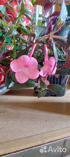 Ризомы ахименесов