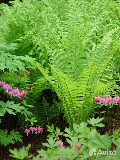 Папоротник садовый