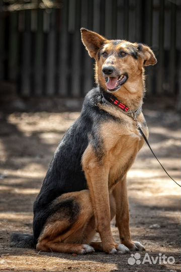 Собака мальчик