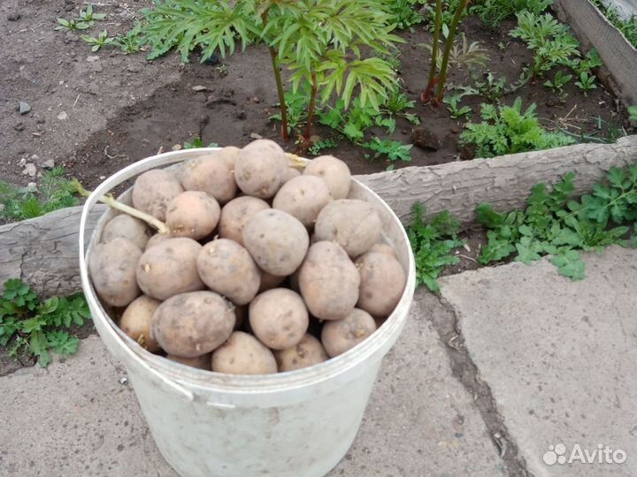 Картофель семеной