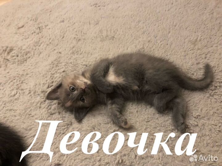 Котята бесплатно