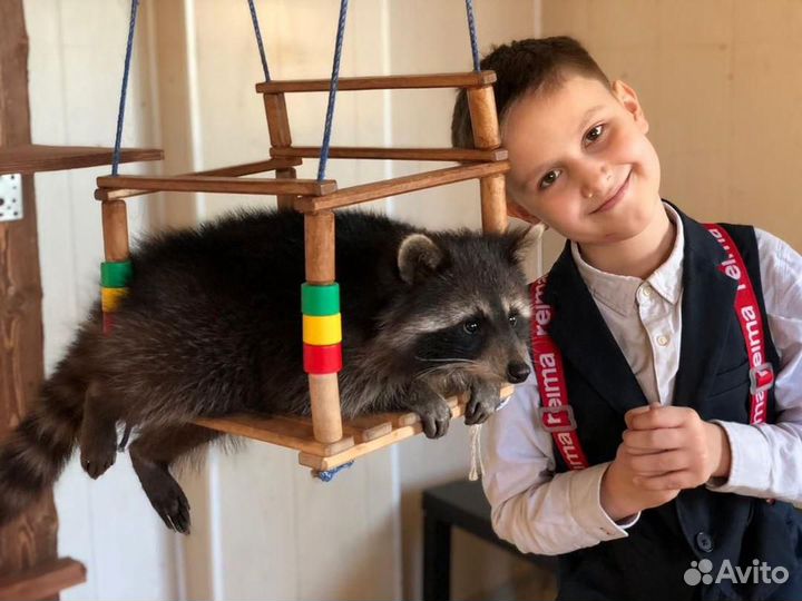 Еноты в Омске (Выставка енотов)