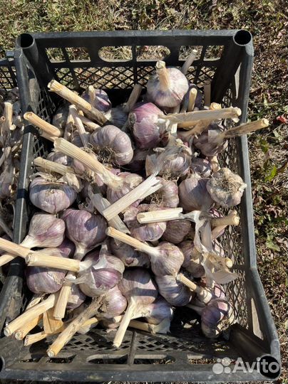 Чеснок крупный