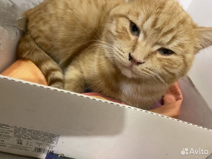 Отдам кота в добрые руки