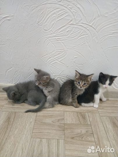 Котята в добрые руки