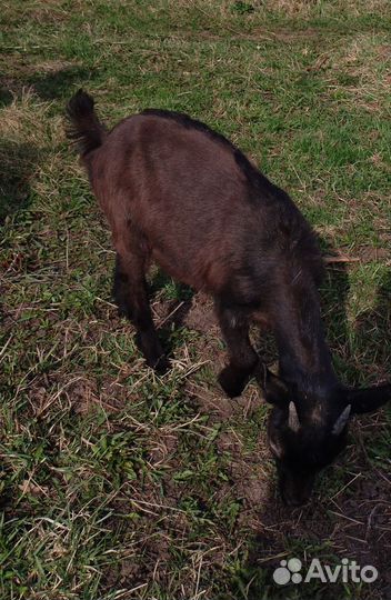 Зааненские, чешские, альпийские козочки и козлик