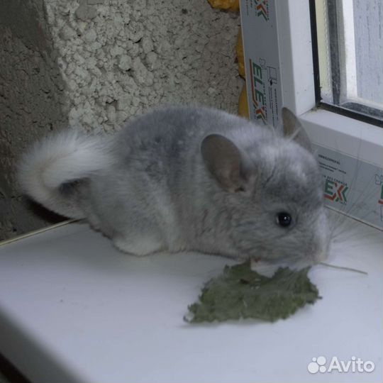 Шиншиллы