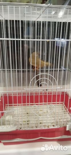 Амадин с клеткой