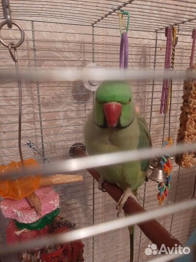 Ожереловый попугайчик