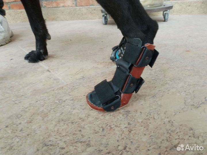 Ортезы и лангетки для собак