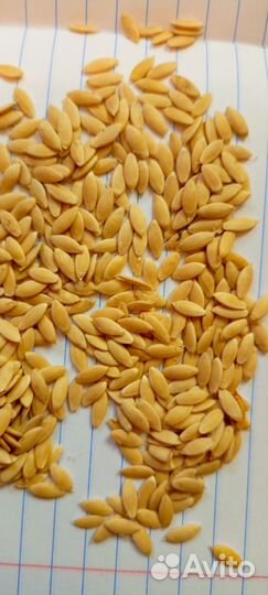 Семена огурцов