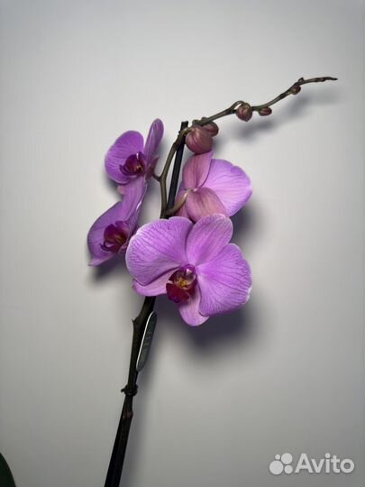 Орхидея фаленопсис