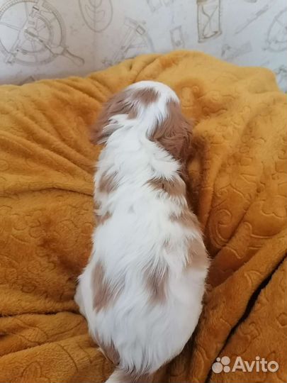 Девочка Луна Кавалер кинг чарльз спаниель