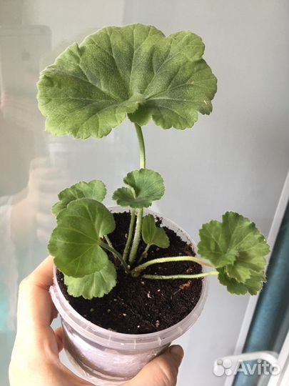 Пеларгония/герань сорта Dynasty Daji