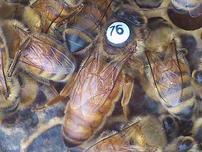 Пчеломатки плодные F1 Buckfast матки пчел Бакфаст
