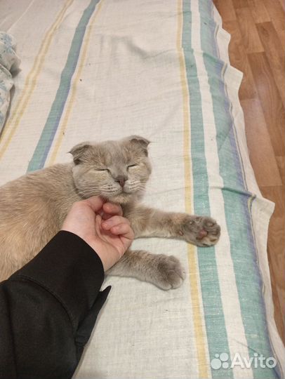 Отдам в добрые руки кошечку
