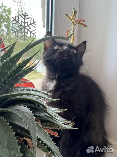 Котик в поисках дома