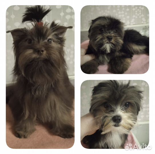 Цветные йорки