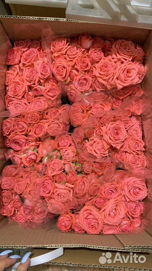 Цветы оптом