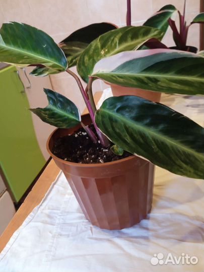 Строманта триколор, черенки