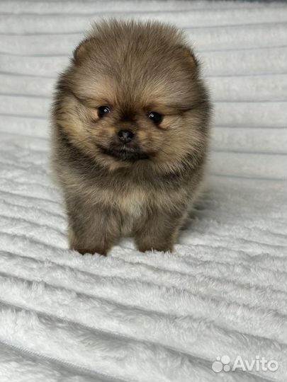 Мини девочки Померанского шпица