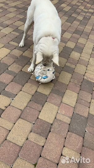 Передержка собак