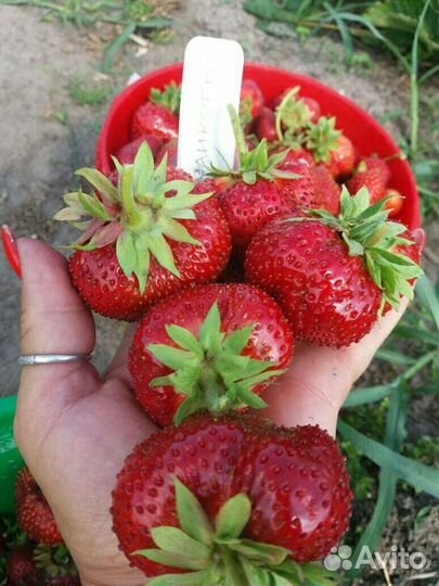 Клубника рассада