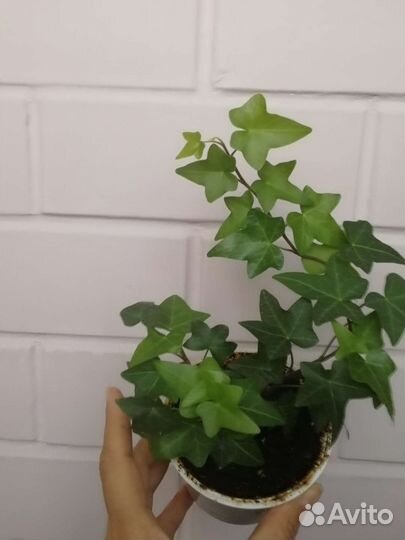 Плющ хедера