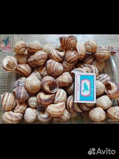 Ракушки от улиток