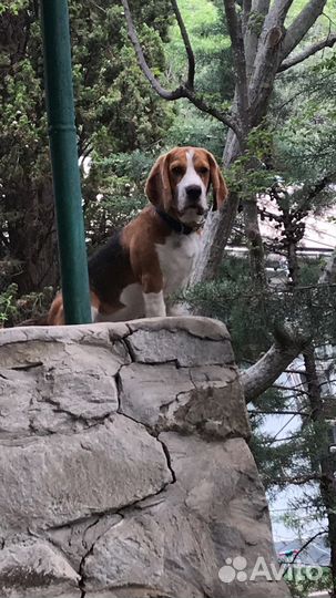 Собака бигль