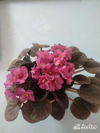 Взрослая фиалка Ode to Beatute