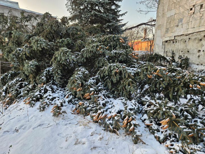 Ель голубая натуральная