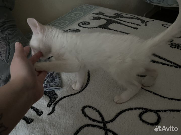 Кошка