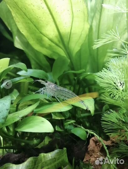 Креветки Амано