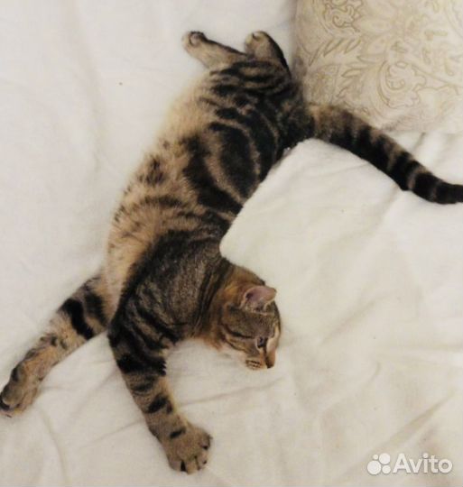 Особенные котята