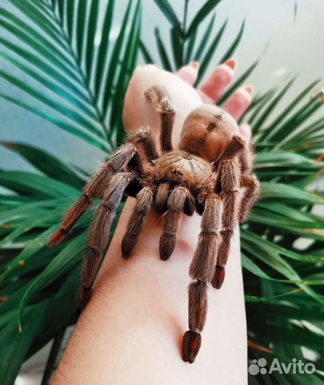 Птицееды, скорпионы, фрины, сколопендры и другие